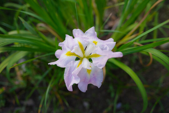 Japanes iris　淡いピンク色の花菖蒲