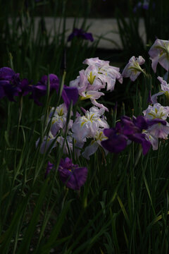 Japanes iris　淡いピンク色の花菖蒲