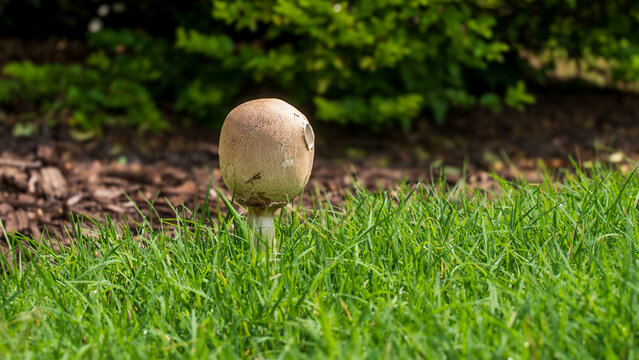 Wild golf ball shaped mushroom is thriving after rain. In good condition, clean, moist environment, wild mushroom will thrive and blossom in the wild. Should not eat because mushroom may be poisonous