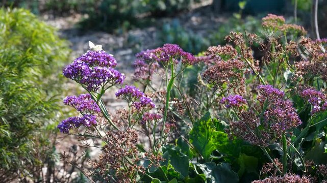 Purple sea lavender (Limonium) flowers in full bloom with a white butterfly resting on a blossom&nbsp;under bright sunlight in Australia. Concepts of floral beauty, pollinator insects, botanical garden