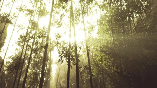 Bamboo forest as eco retreat backdrop with filtered sunlight and sustainable vibe, implied pathways through lush understory, ideal for eco tourism, mindfulness