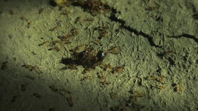 Large Group of Ants Moving Across Ground in Dark Environment, Ant Colony and Insect Behavior Close Up, Social Insects Working Together, Nature Wildlife Macro and Pest Control Concept