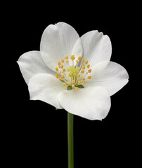 Fototapeta premium White flower with elegantly spread petals