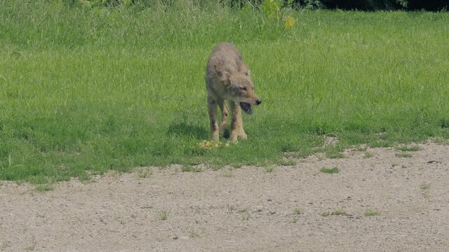 Suburban coyote eating food scraps near a riverbank in Naperville, Illinois