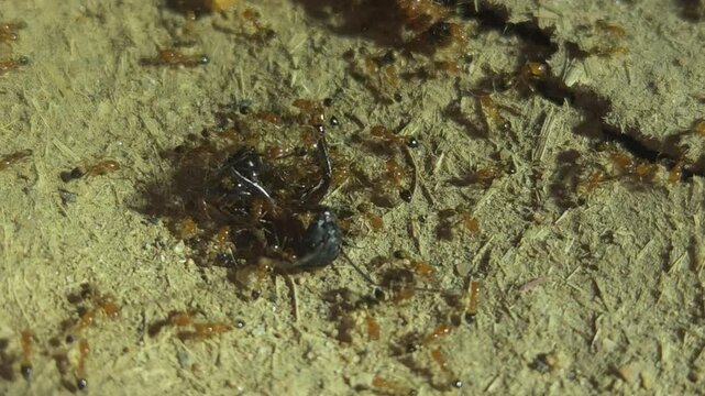 Large Group of Ants Moving Across Ground in Dark Environment, Ant Colony and Insect Behavior Close Up, Social Insects Working Together, Nature Wildlife Macro and Pest Control Concept