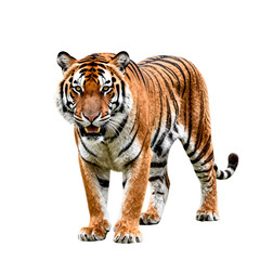 Fototapeta premium A fierce tiger stands with its mouth slightly open, showcasing its predatory nature