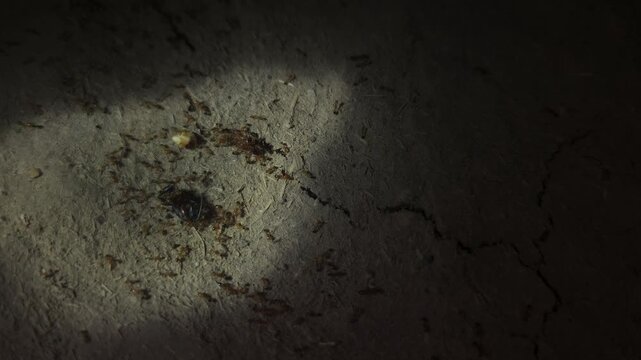 Large Group of Ants Moving Across Ground in Dark Environment, Ant Colony and Insect Behavior Close Up, Social Insects Working Together, Nature Wildlife Macro and Pest Control Concept