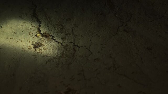 Large Group of Ants Moving Across Ground in Dark Environment, Ant Colony and Insect Behavior Close Up, Social Insects Working Together, Nature Wildlife Macro and Pest Control Concept