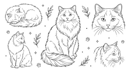 Fototapeta premium Fluffy Long Haired Cat Vector Illustration Set with Hand Drawn Line Art Fluffy Maine Coon Kittens Sleeping and Sitting for Coloring Pages