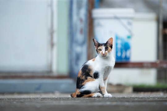 Full body portrait of a beautiful calico stray cat sitting on the street.A high-quality full-body shot of a beautiful domestic calico cat sitting gracefully on an outdoor concrete street. 