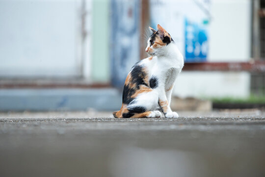 Full body portrait of a beautiful calico stray cat sitting on the street.A high-quality full-body shot of a beautiful domestic calico cat sitting gracefully on an outdoor concrete street. 