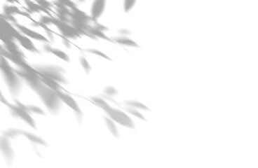 Fototapeta premium Shadow overlay effect of tropical leaves isolated on transparent background