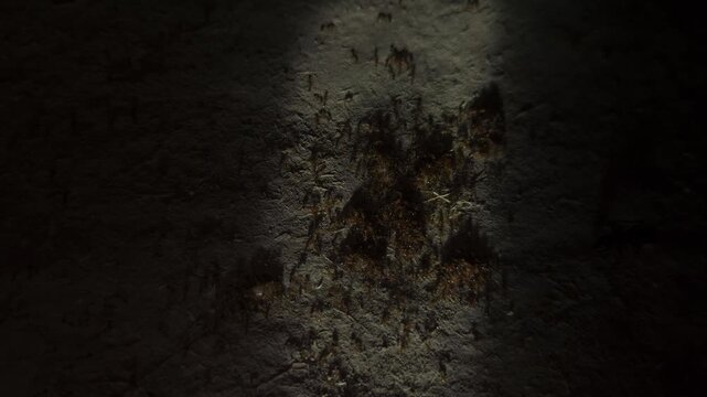 Large Group of Ants Moving Across Ground in Dark Environment, Ant Colony and Insect Behavior Close Up, Social Insects Working Together, Nature Wildlife Macro and Pest Control Concept