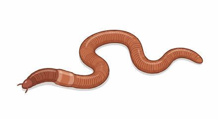 Fototapeta premium Earthworm Insect Vector Illustration Isolated on White Background