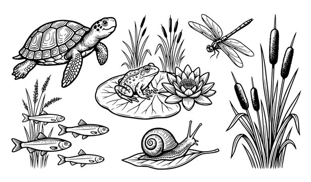 Hand Drawn Pond Life Vector Illustration Set with Turtle, Frog, Dragonfly, Snail, Fish, and Cattail Reeds for Wildlife Education and Nature Graphic Designs