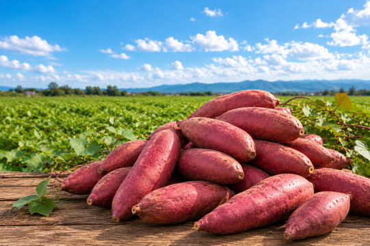 Freshly Harvested Sweet Potatoes with Copy Space in a Sweet Potato Field_03