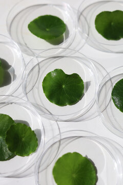 Centella asiatica leaves inside lab petri dishes on white background.