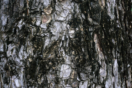 Tree bark background