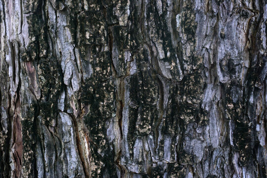 Tree bark background