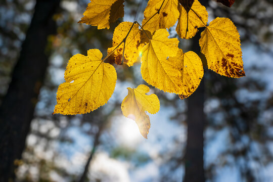 The season of autumn has arrived in the United States. The various leaf colors represent the changing circle from summer to fall. Steps for changing begin with green, yellow, and red color of leaves.