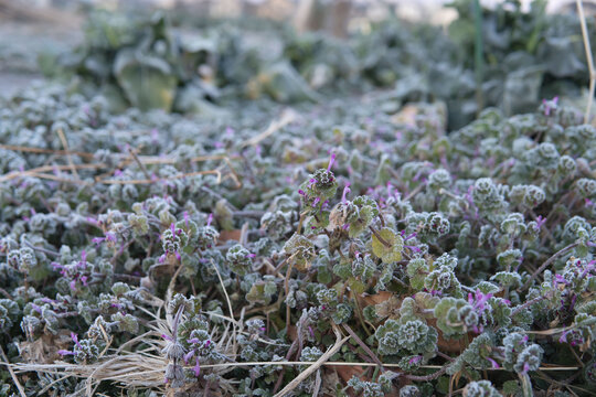 霜に覆われて咲くホトケノザ（Lamium amplexicaule）／
日本埼玉県・2月