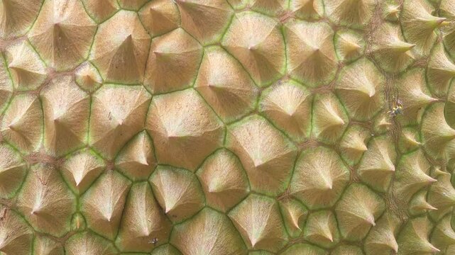 fresh durian skin or peel