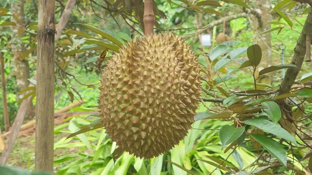 Kanyao durian fruit on the tree