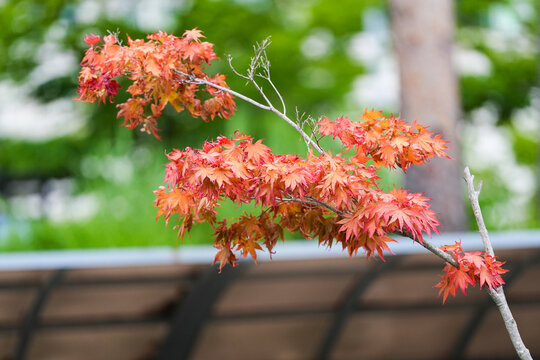 Maple in Summer
