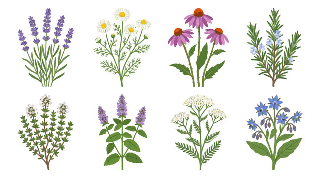 Herbal Remedies Collection: Lavender, Echinacea, Rosemary, Mint, Chamomile