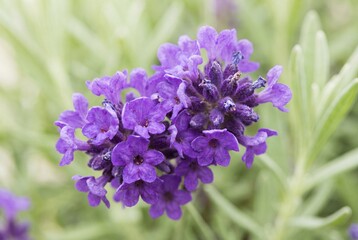 Obraz premium Close Up of Purple Lavender Flowers in Natural Garden Background