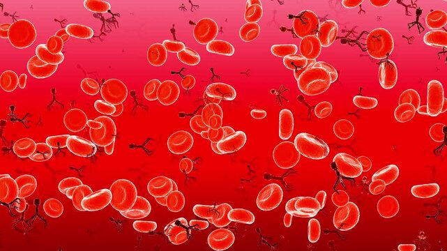 Red blood cells and platelets: medical dynamic video materials