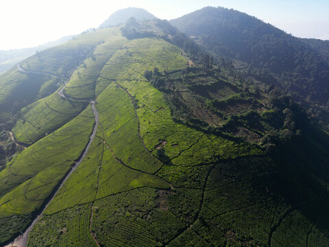 Aerial View of Sunlit Tea Plantation Ridge and Forest Edge