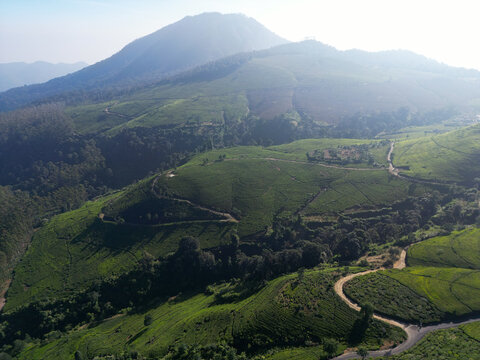 Aerial View of Mountain Peak Above Green Tea Plantation