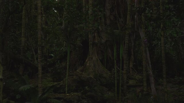 Moss covered root network in twilight, dense mat of lichen and soft moss carpets exposed roots, damp air and muted light convey ancient woodland feel, perfect