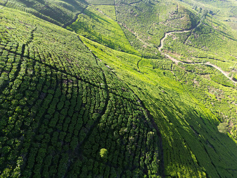 Aerial View of Steep Tea Plantation Slopes and Farm Track