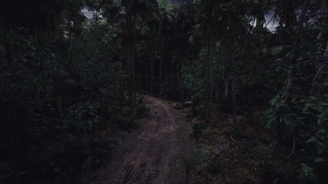 Twilight forest trail. Steep forest walk at dusk. Dusk descends over narrow forest pathway. An adventurous journey along steep forest trail at dusk
