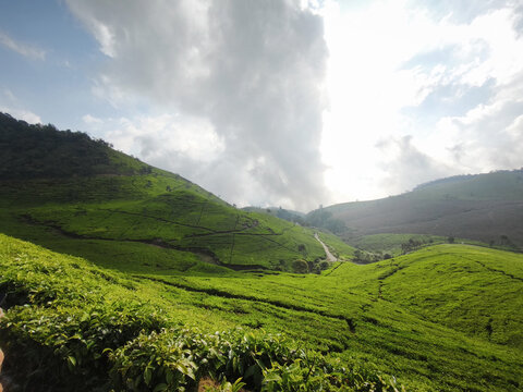 Bright Sky and Rolling Green Tea Hills in the Highlands