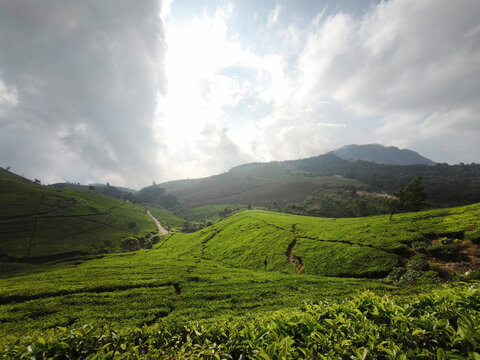 Tea Plantation and Mountain Ridge Under Towering Clouds