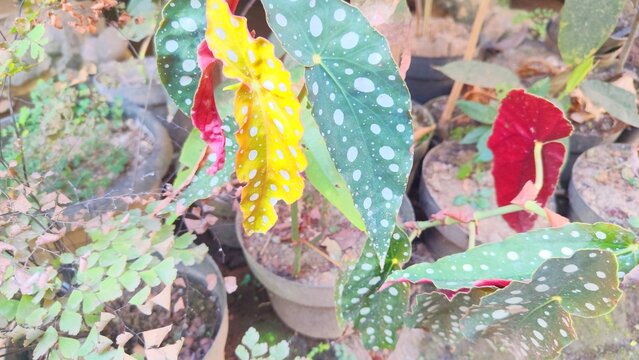Potted polka dot begonia maculata plant with spotted green and yellow leaves outdoors