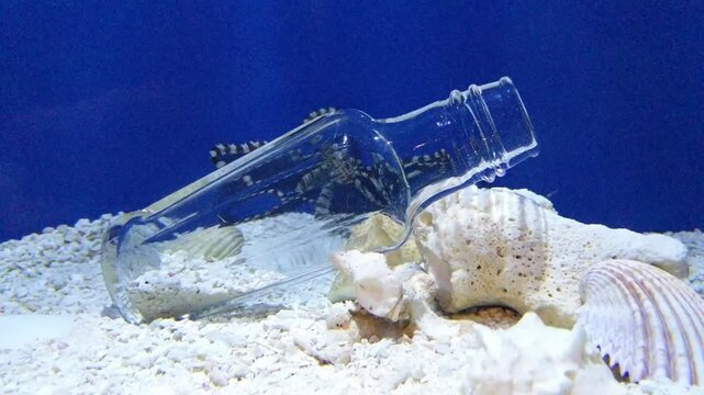 Small Striped Octopus Moving Behind Clear Glass And Sea Shells