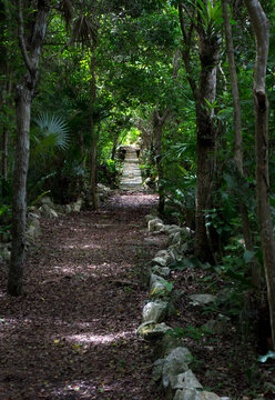 Camino en medio de la selva