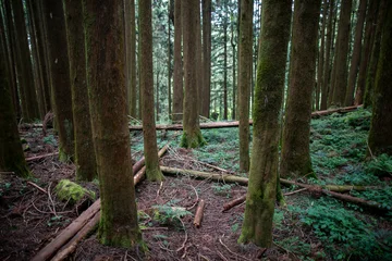 Fotobehang Bospad Hiking trails on Alishan in Nantou County, Taiwan  © zheng