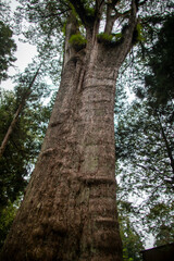 Fototapeta premium Hiking trails on Alishan in Nantou County, Taiwan