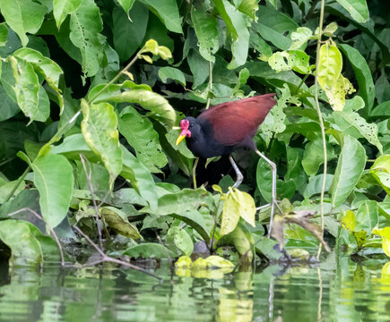 Wattled Jacana (Jacana jacana) feeding in wetlands of Manu National Park, Peru