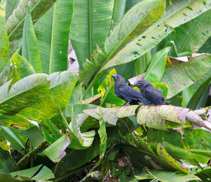Couple of Groove-billed anis (Crotophaga sulcirostris) perched on tropical pant leaf over water in Amazon selva, Peru