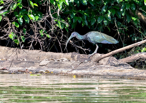  Puna Ibis (Plegadis ridgwayi) feeding on a lake edge in Amazonian Selva, Manu National Park, Peru