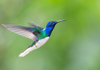 Naklejka premium Male White-necked Jacobin (Florisuga mellivora), hovering in air, Peru
