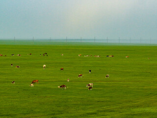 cows and sheep grazing on vast green grassland pasture © tangfangxiao