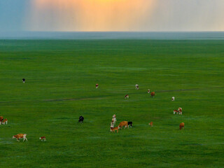 Cattle herds grazing peacefully on vast green grassland fields under twilight sky © tangfangxiao