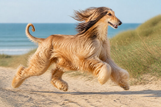 An Afghan Hound dog runs fast on a sandy beach near the sea. The wind blows its long silky hair, creating a dynamic motion. Concept of energy, freedom, and purebred pet activity outdoors.
